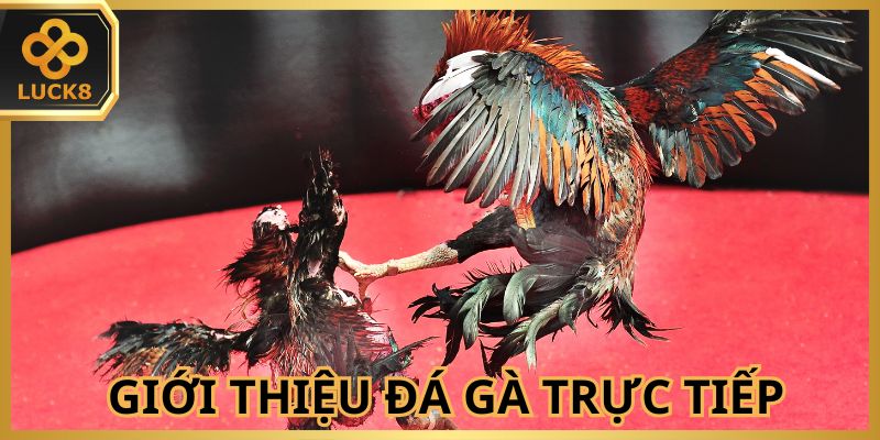 Hội viên dễ dàng xem, theo dõi ngay tại nhà