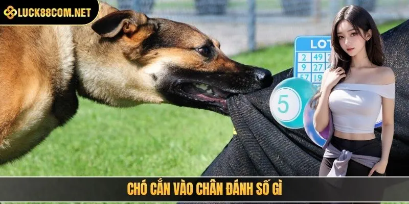 chó cắn vào chân đánh số gì