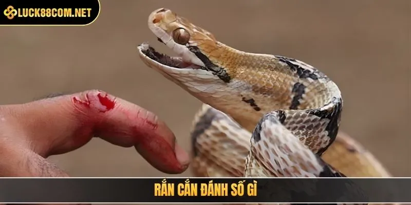 Rắn cắn đánh số gì
